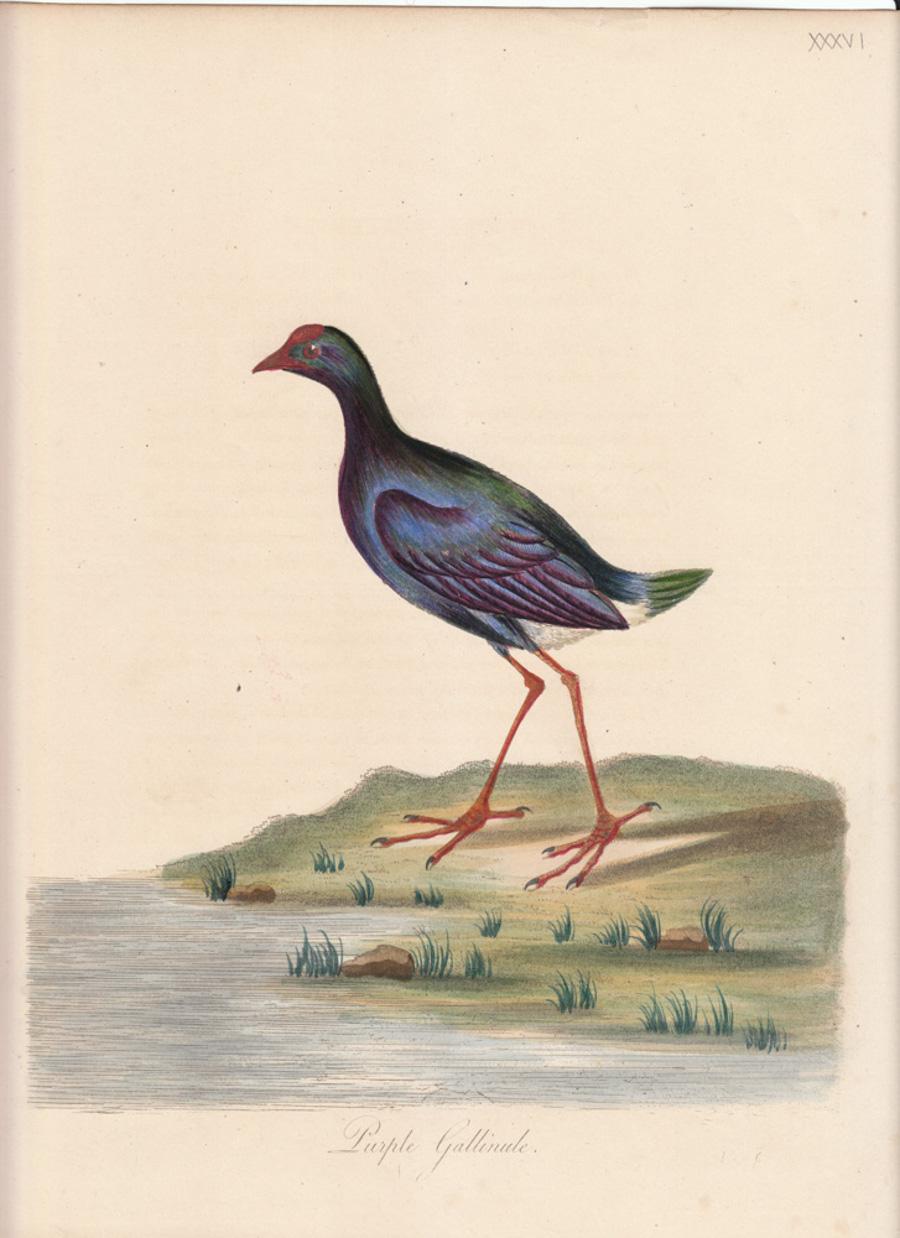 William Hayes Animal Print - Purple Gallinule