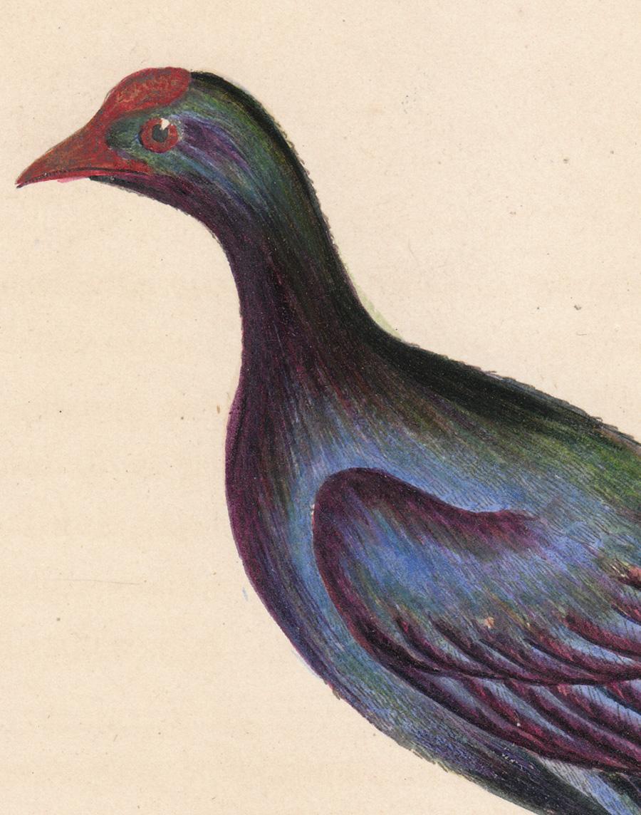 Purple Gallinule - Print by William Hayes