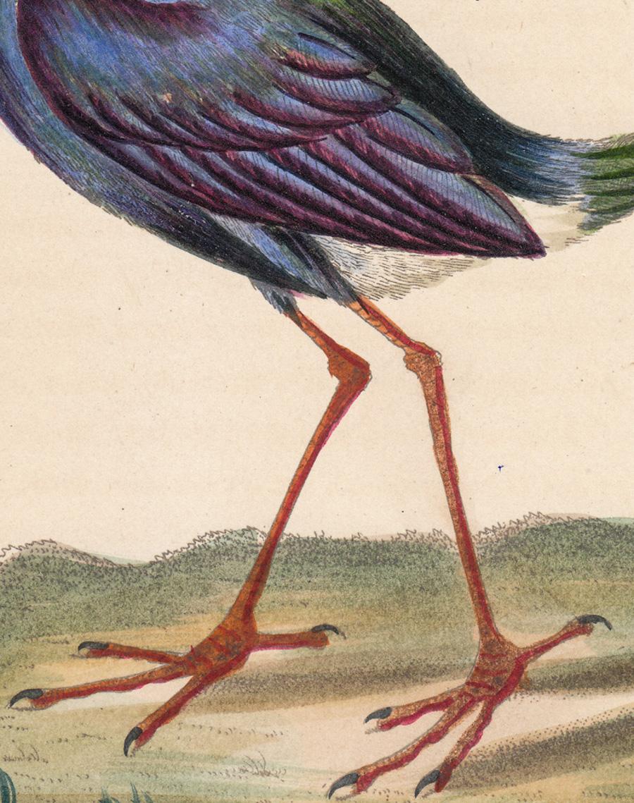 Purple Gallinule - Beige Animal Print by William Hayes