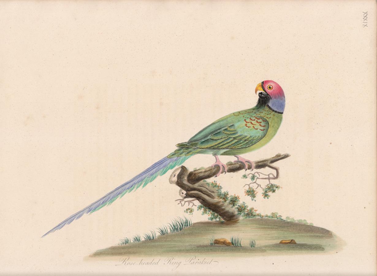 William Hayes Animal Print - Rose-Headed Ring Parakeet