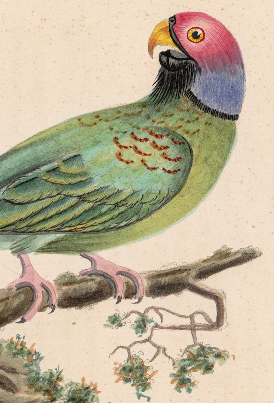 Parakeet mit perlenbesetztem Ring – Print von William Hayes