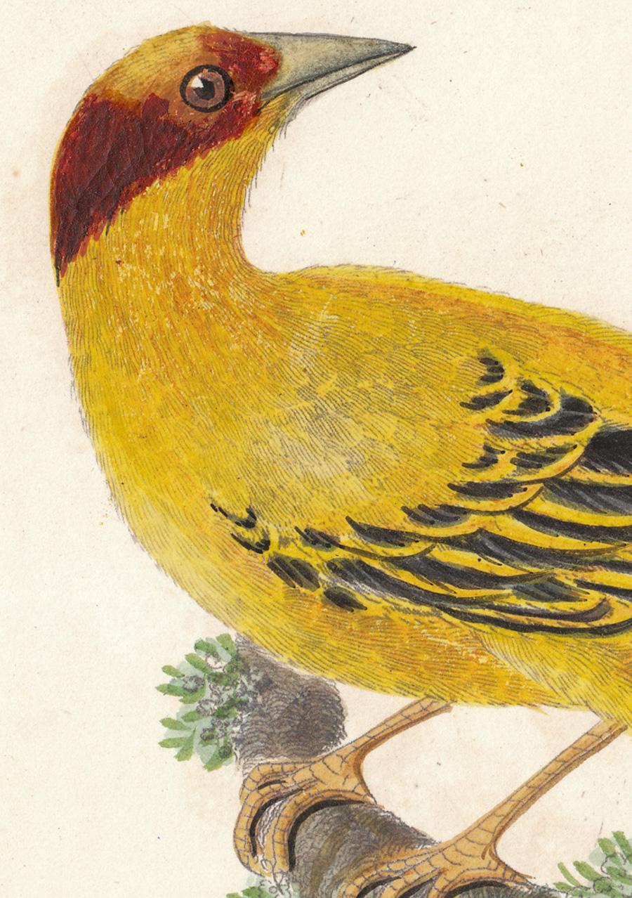 Weaver Oriole - Print by William Hayes