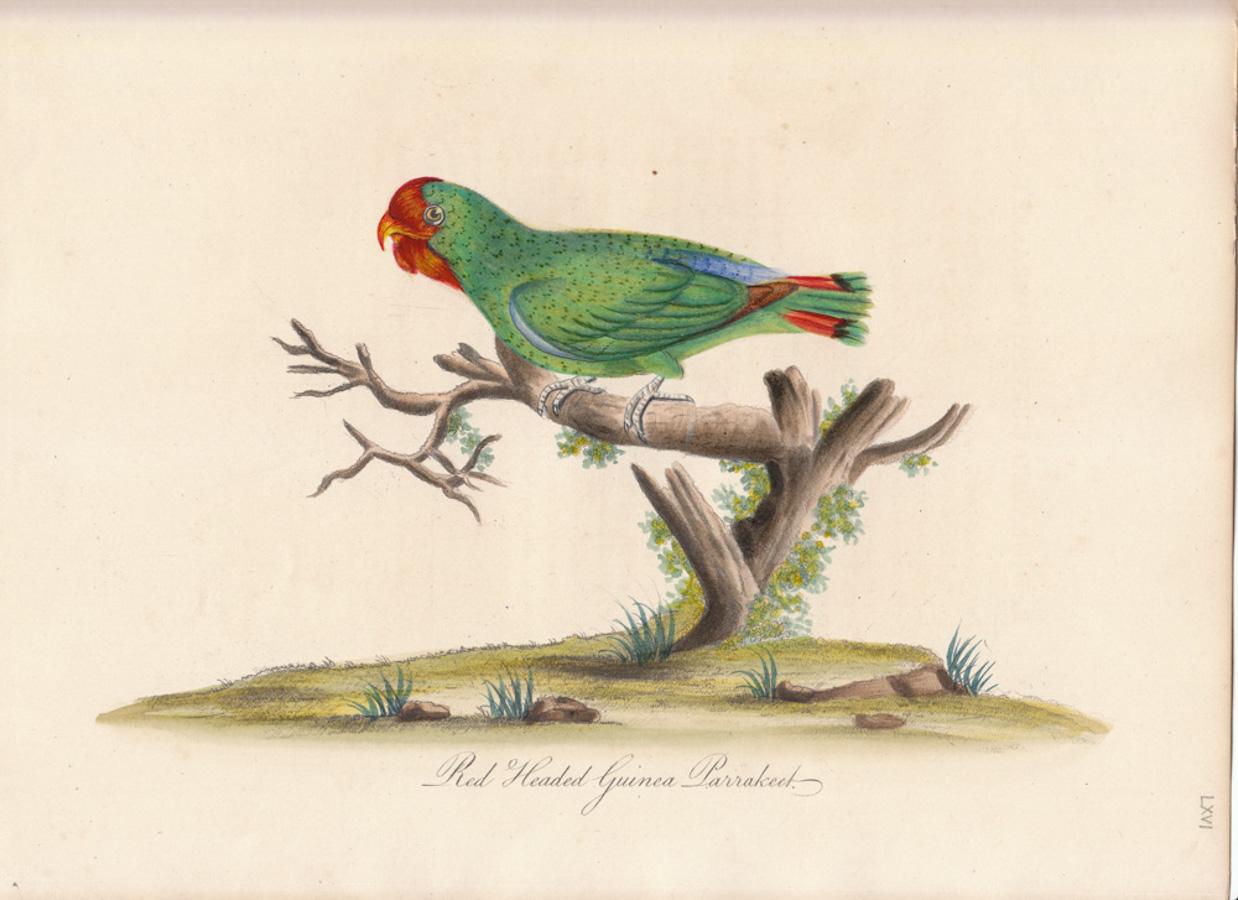 William Hayes Animal Print - Red Headed Guinea Parrakeet