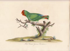 Antique Red Headed Guinea Parrakeet