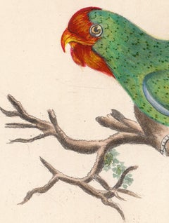 Red Headed Guinea Parrakeet