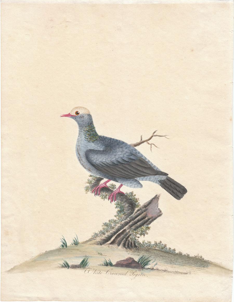William Hayes Animal Print - White Crowned Pigeon