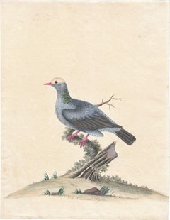 Antique White Crowned Pigeon