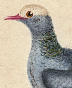 White Crowned Pigeon