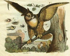 Drongo / Duc; Pl. 140