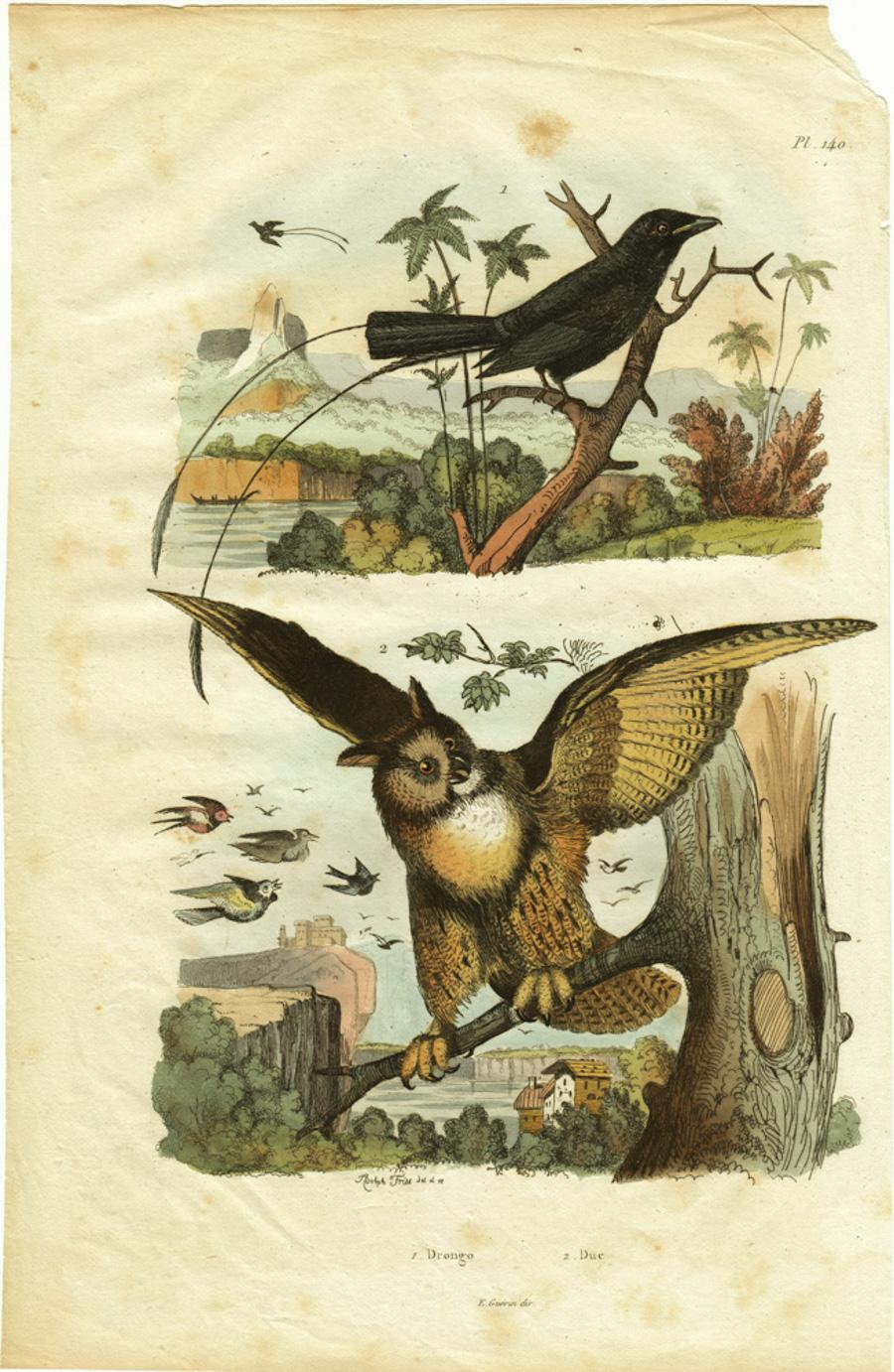 Adolph Fries Animal Print - Drongo / Duc; Pl. 140