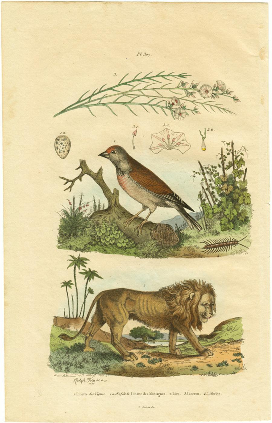 Adolph Fries Animal Print - Linotte des Vignes / Oeuf de la Linotte des Montagnes  / Lion / Liseron