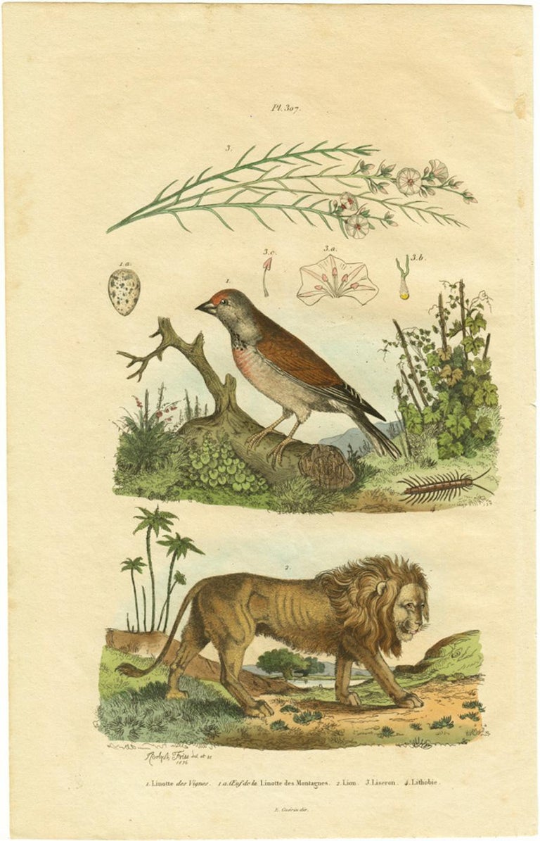 Adolph Fries Linotte Des Vignes Oeuf De La Linotte Des Montagnes Lion Liseron For Sale At 1stdibs