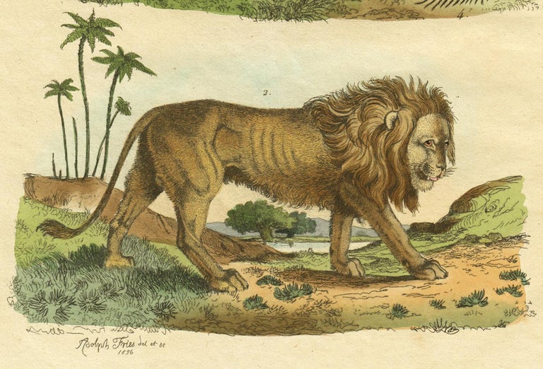 Adolph Fries Linotte Des Vignes Oeuf De La Linotte Des Montagnes Lion Liseron For Sale At 1stdibs