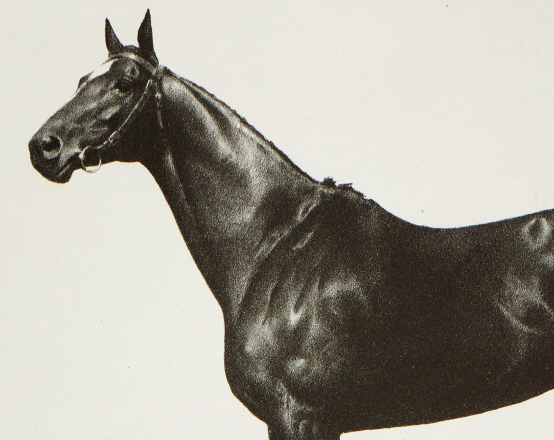 Man O' War - Print by Clarence William Anderson