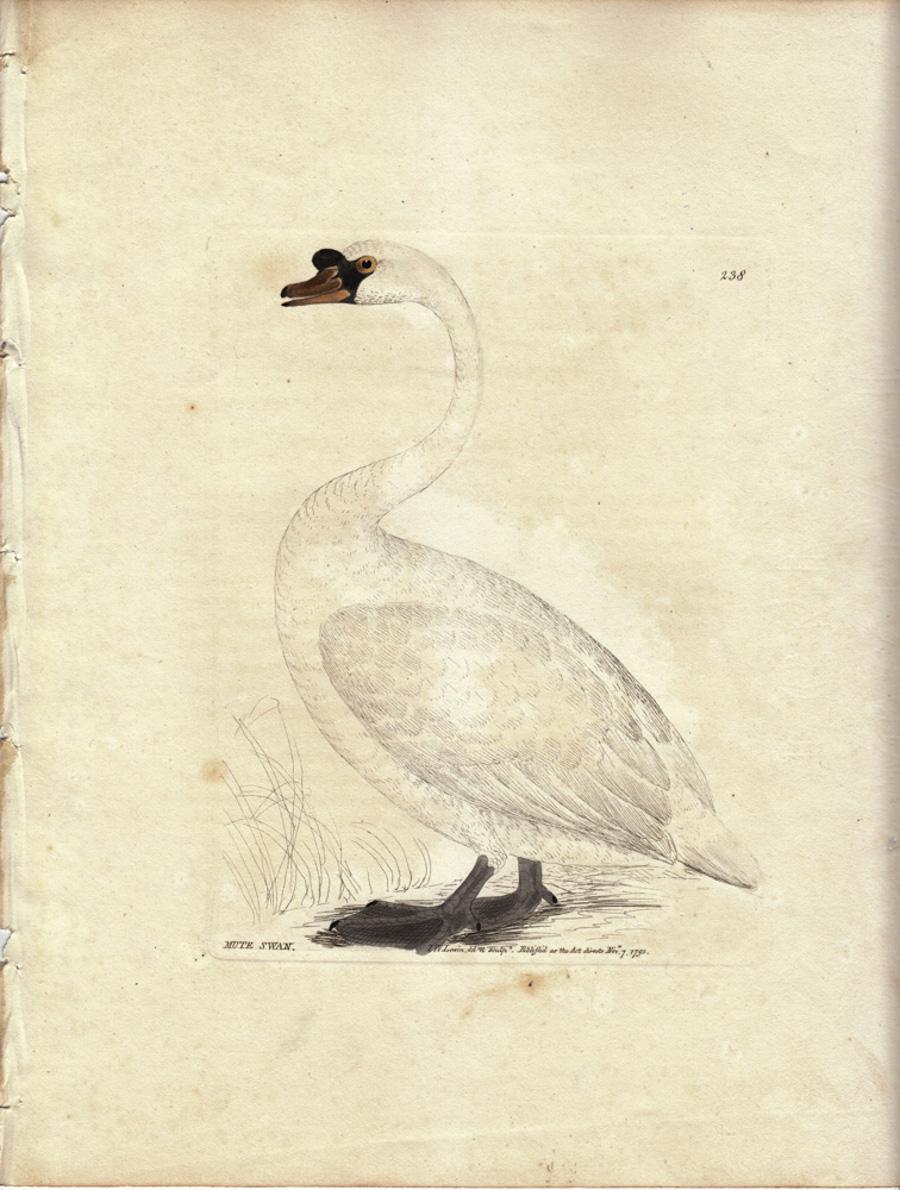 William Lewin Animal Print - Mute Swan, Pl. 238