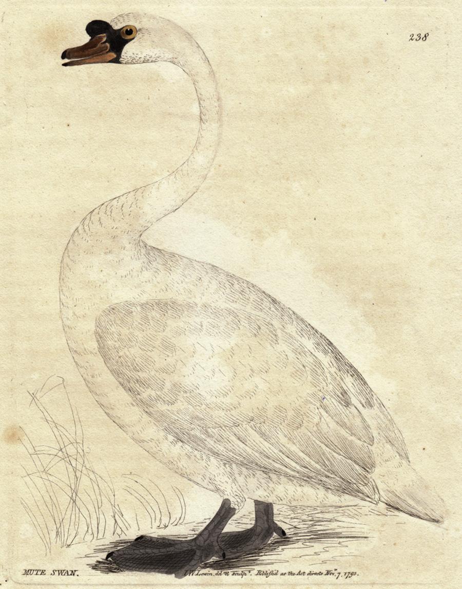 Mute Swan, Pl. 238 - Print by William Lewin