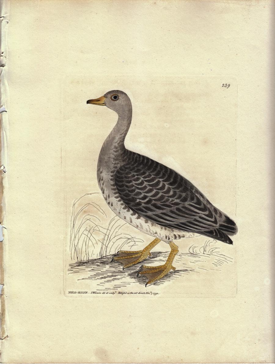 William Lewin Animal Print - Wild Goose, Pl. 239