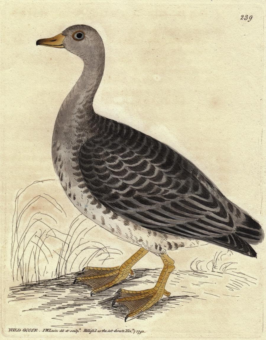 Wild Goose, Pl. 239 - Print by William Lewin