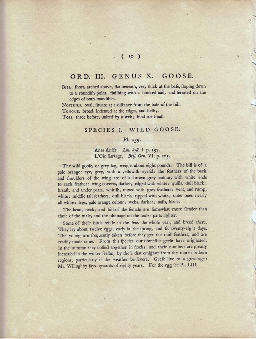 Wild Goose, Pl. 239 - Beige Animal Print by William Lewin