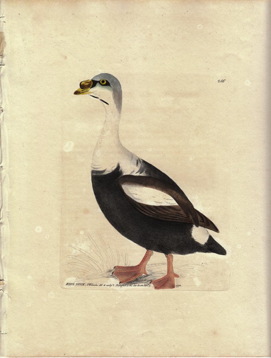 King Duck, Pl. 246