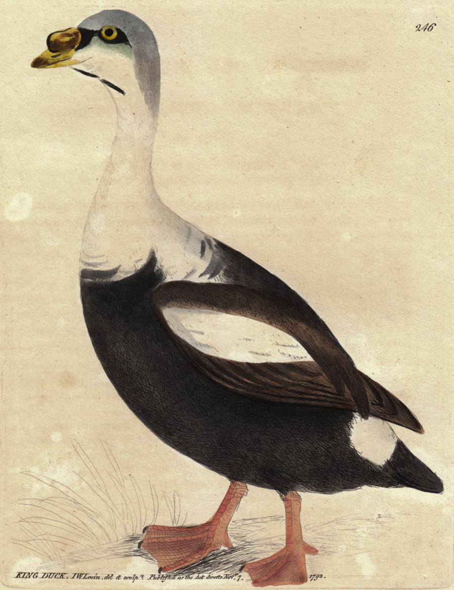 King Duck, Pl. 246 - Print by William Lewin