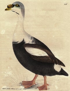 King Duck, Pl. 246