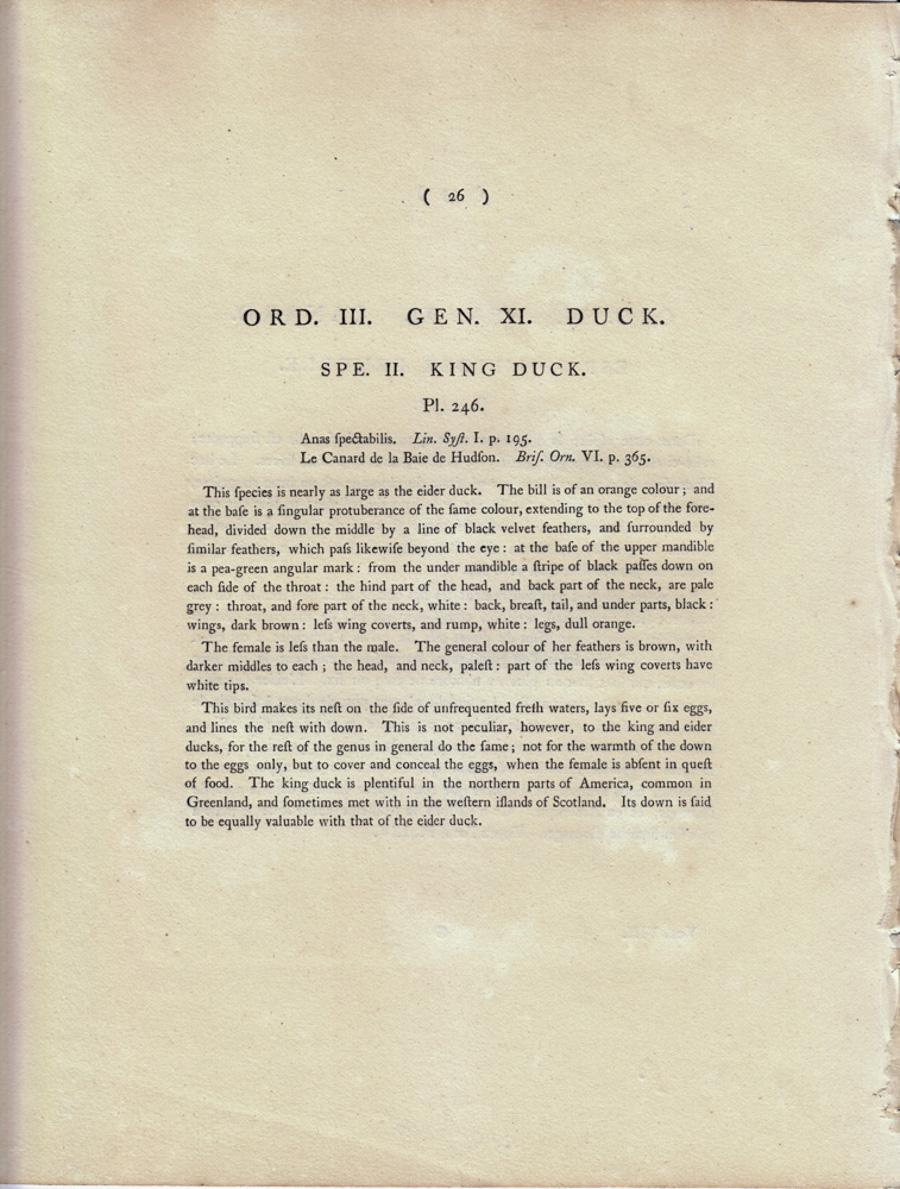 King Duck, Pl. 246 - Beige Animal Print by William Lewin
