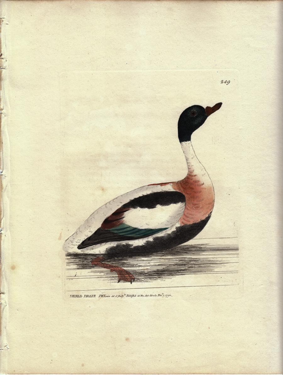 William Lewin Animal Print - Shield Drake, Pl. 249