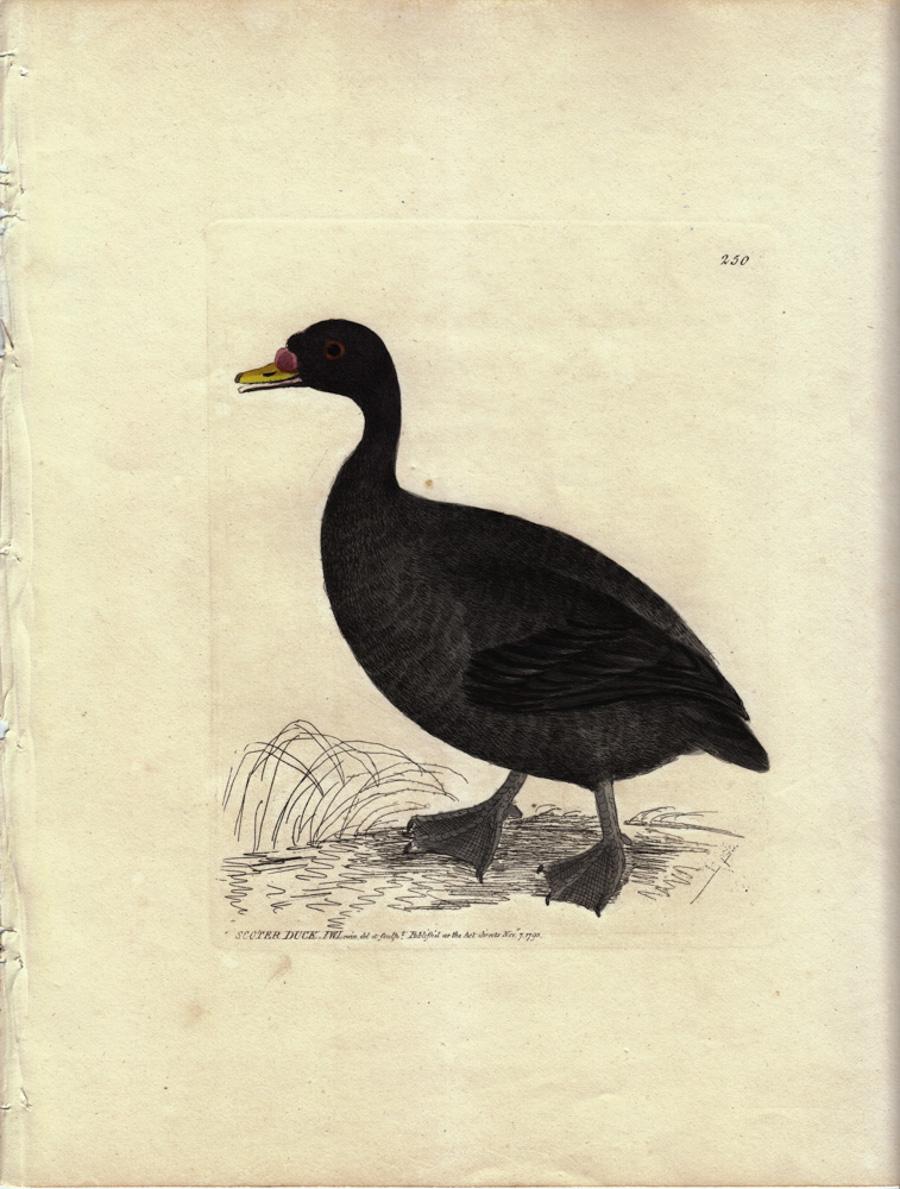 William Lewin Animal Print - Scoter Duck, Pl. 250