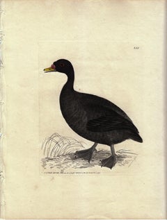 Duck écossais, Pl. 250