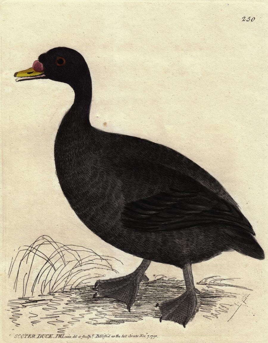 Scoter Duck, Pl. 250 - Print by William Lewin