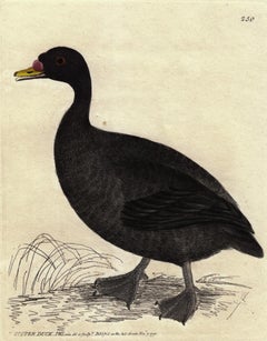 Scoter Duck, Pl. 250
