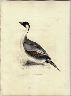 Pin Tail Duck, Pl. 263