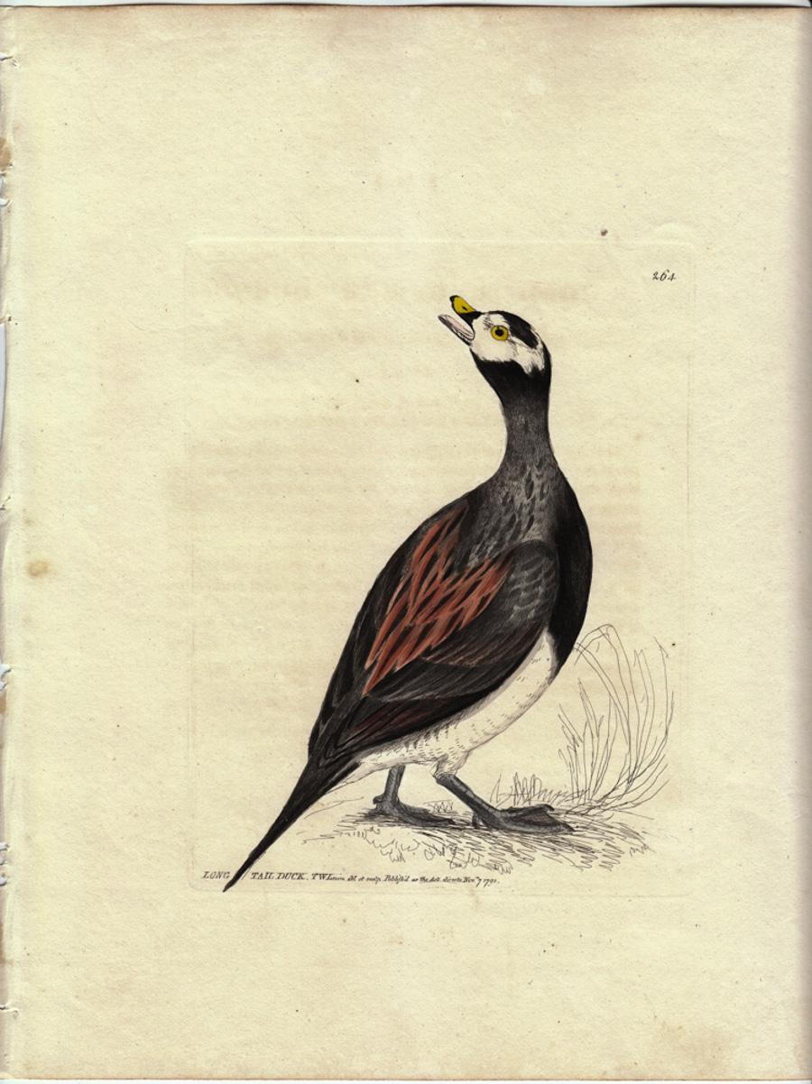 William Lewin Animal Print - Long Tail Duck, Pl. 264