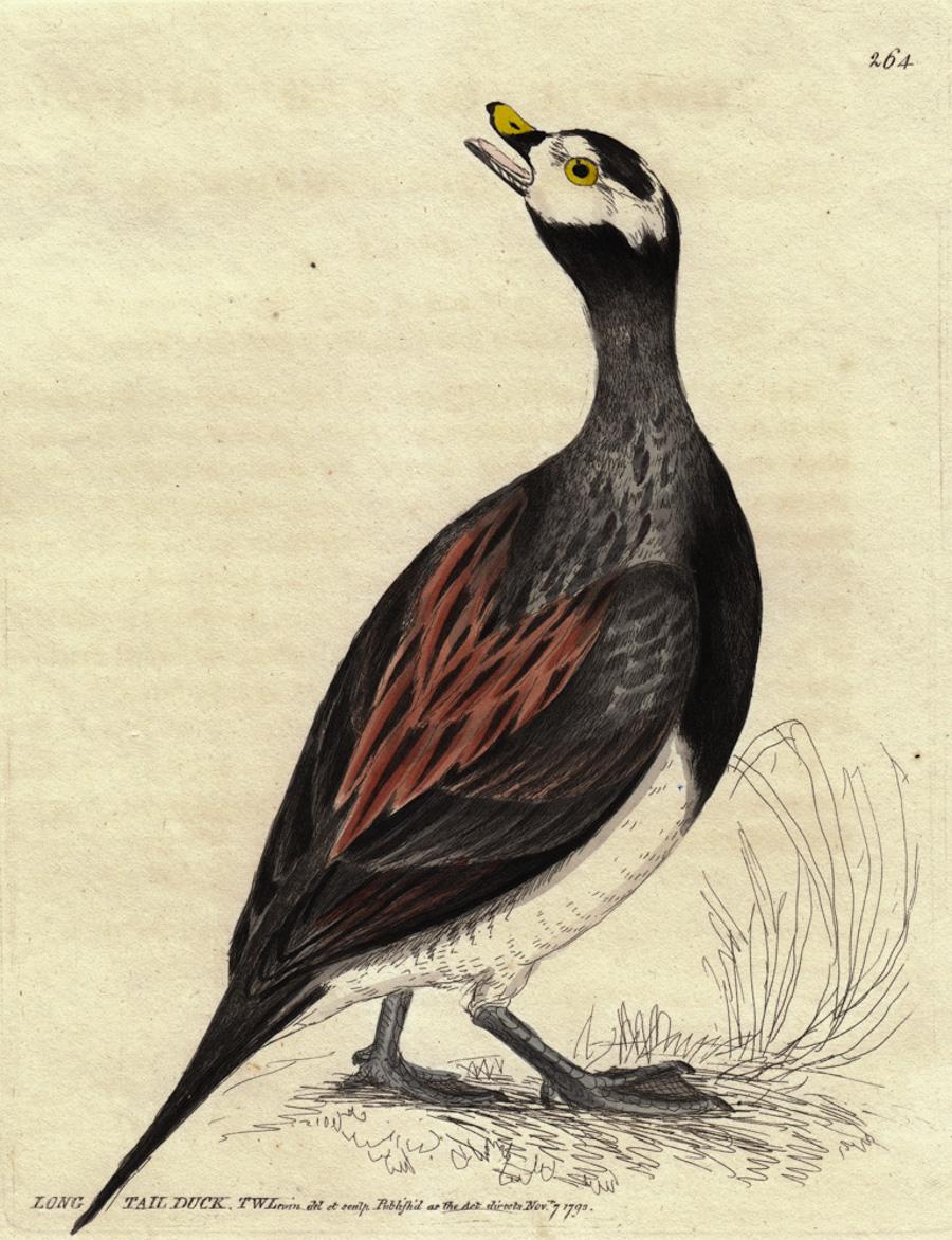 Long Tail Duck, Pl. 264 - Print by William Lewin