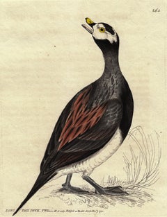 Long Tail Duck, Pl. 264