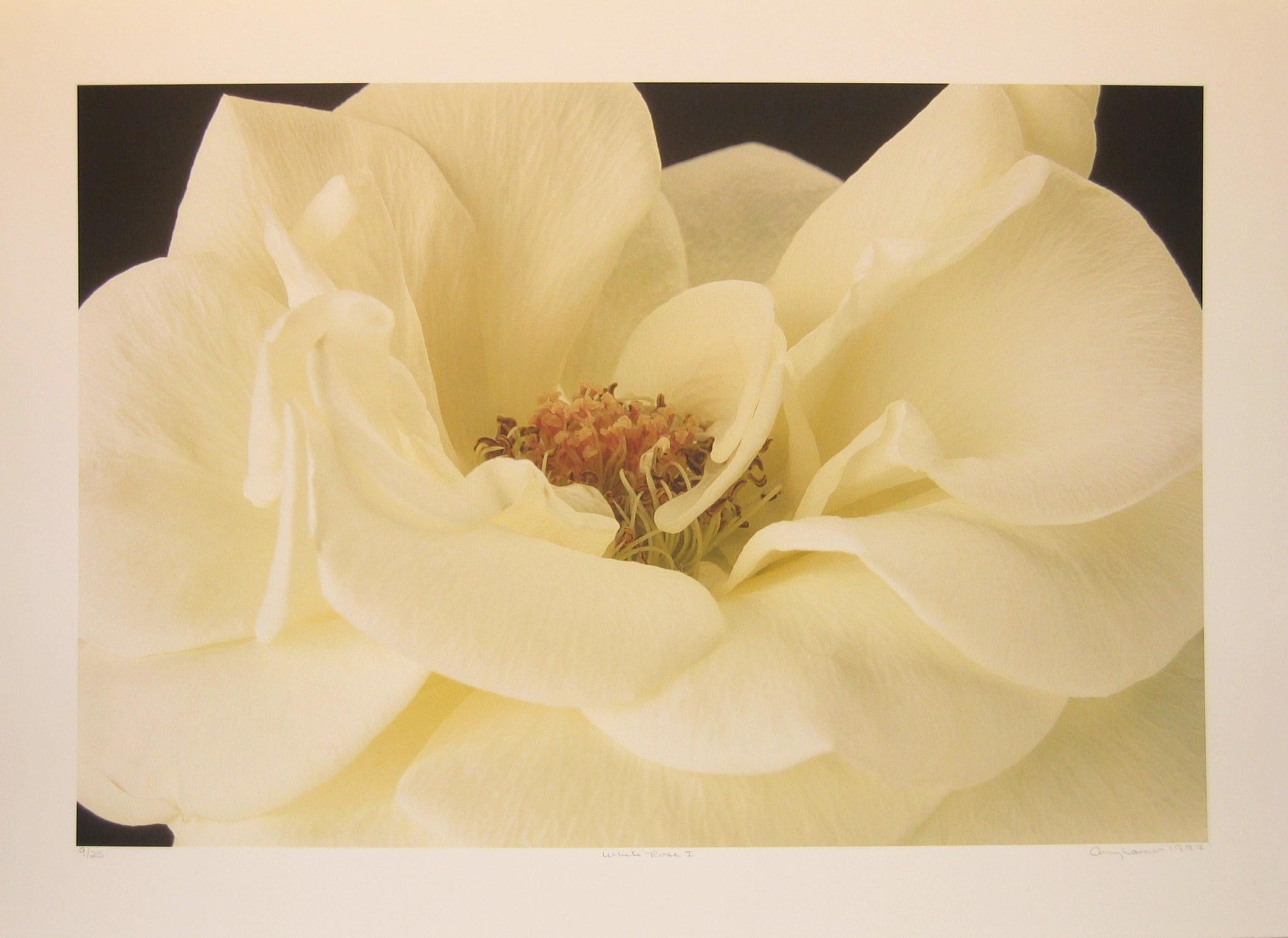 Amy Lamb Still-Life Photograph - White Rose