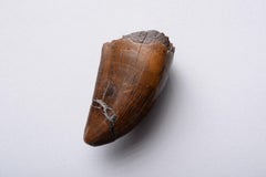 Tyrannosaurus Rex Tooth