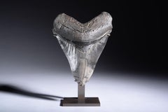 Très grande dent de requin fossile Megalodon