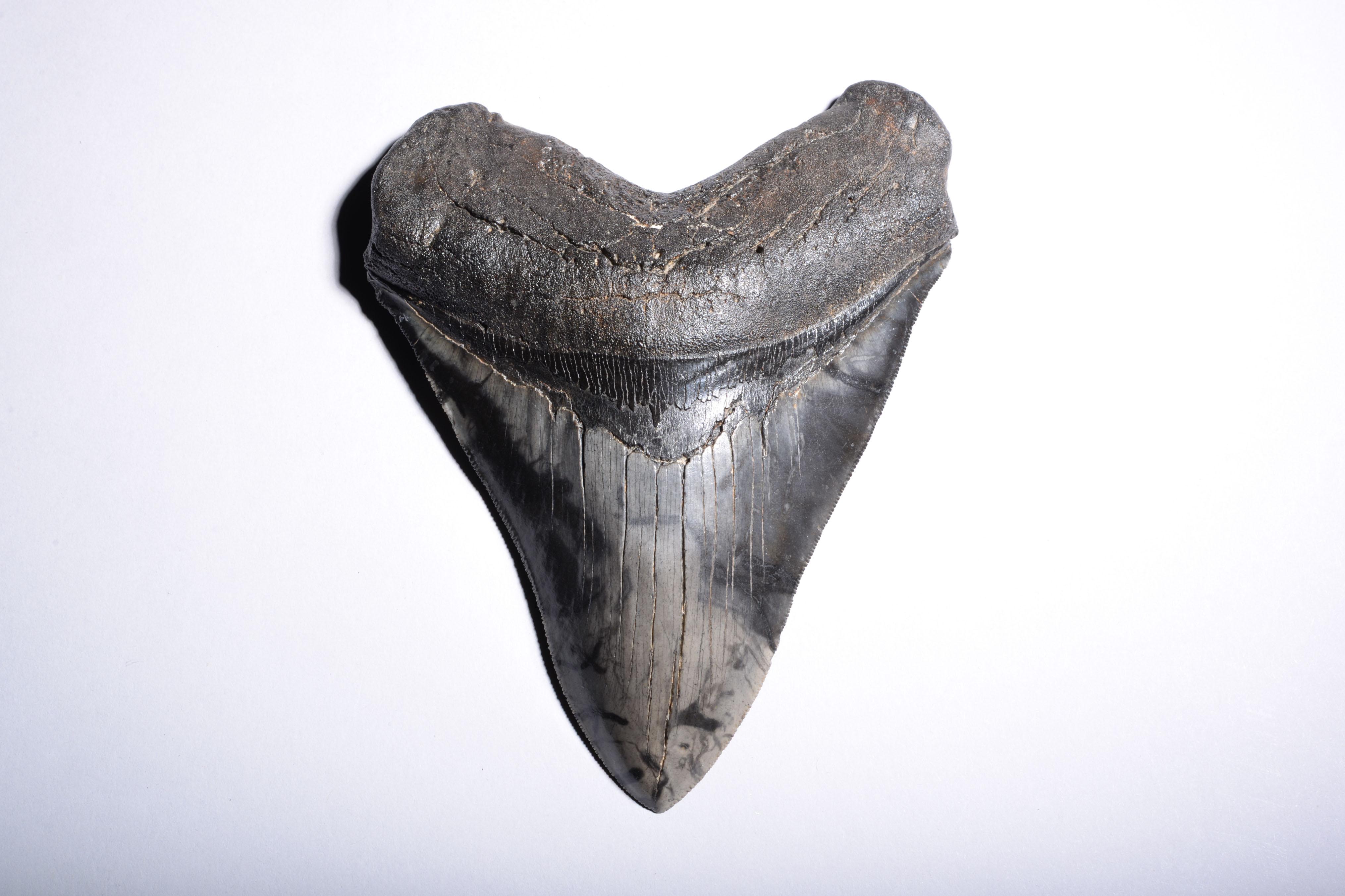 Très grande dent de requin fossile Megalodon en vente 5