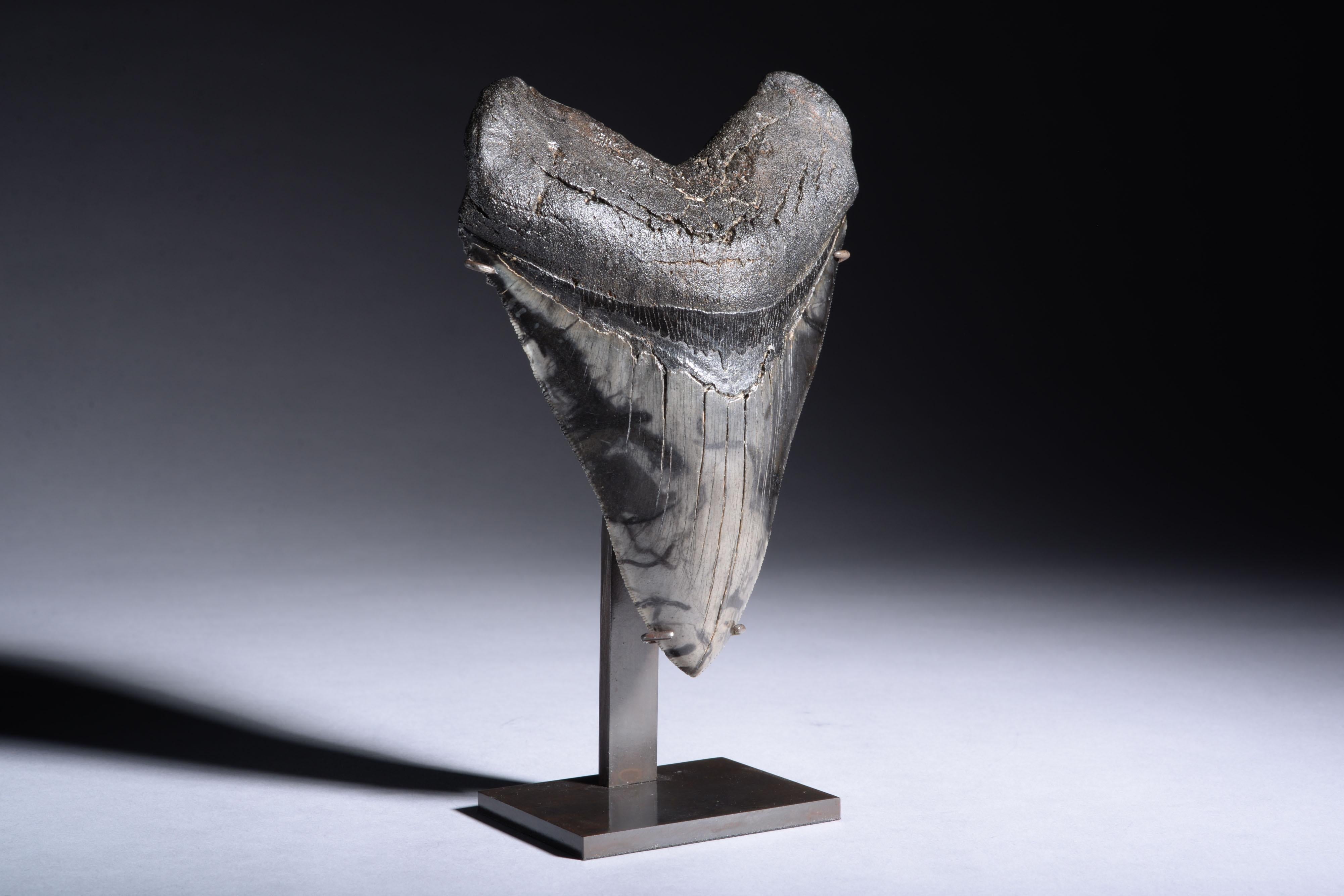 Très grande dent de requin fossile Megalodon en vente 1
