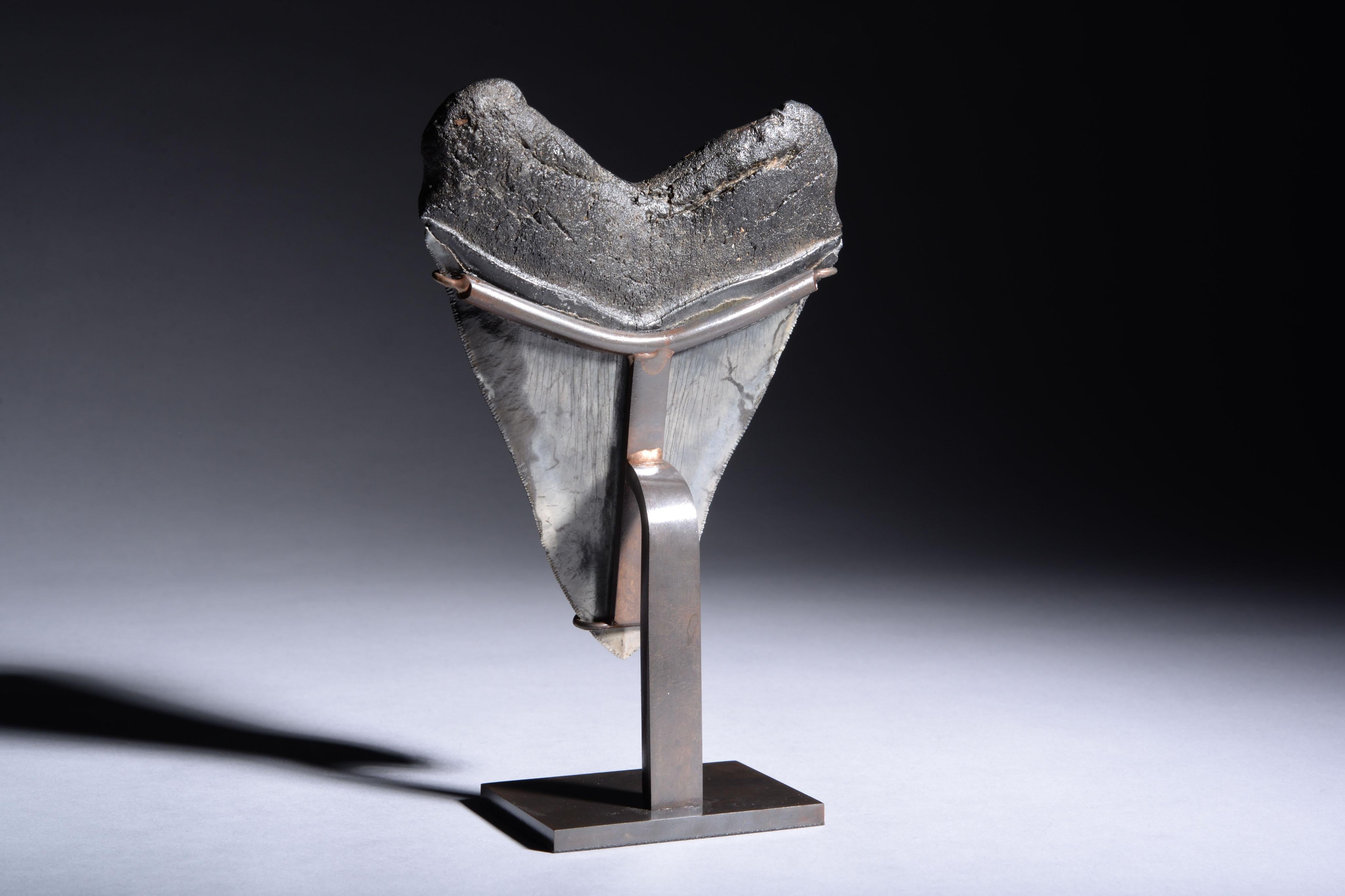 Très grande dent de requin fossile Megalodon en vente 4