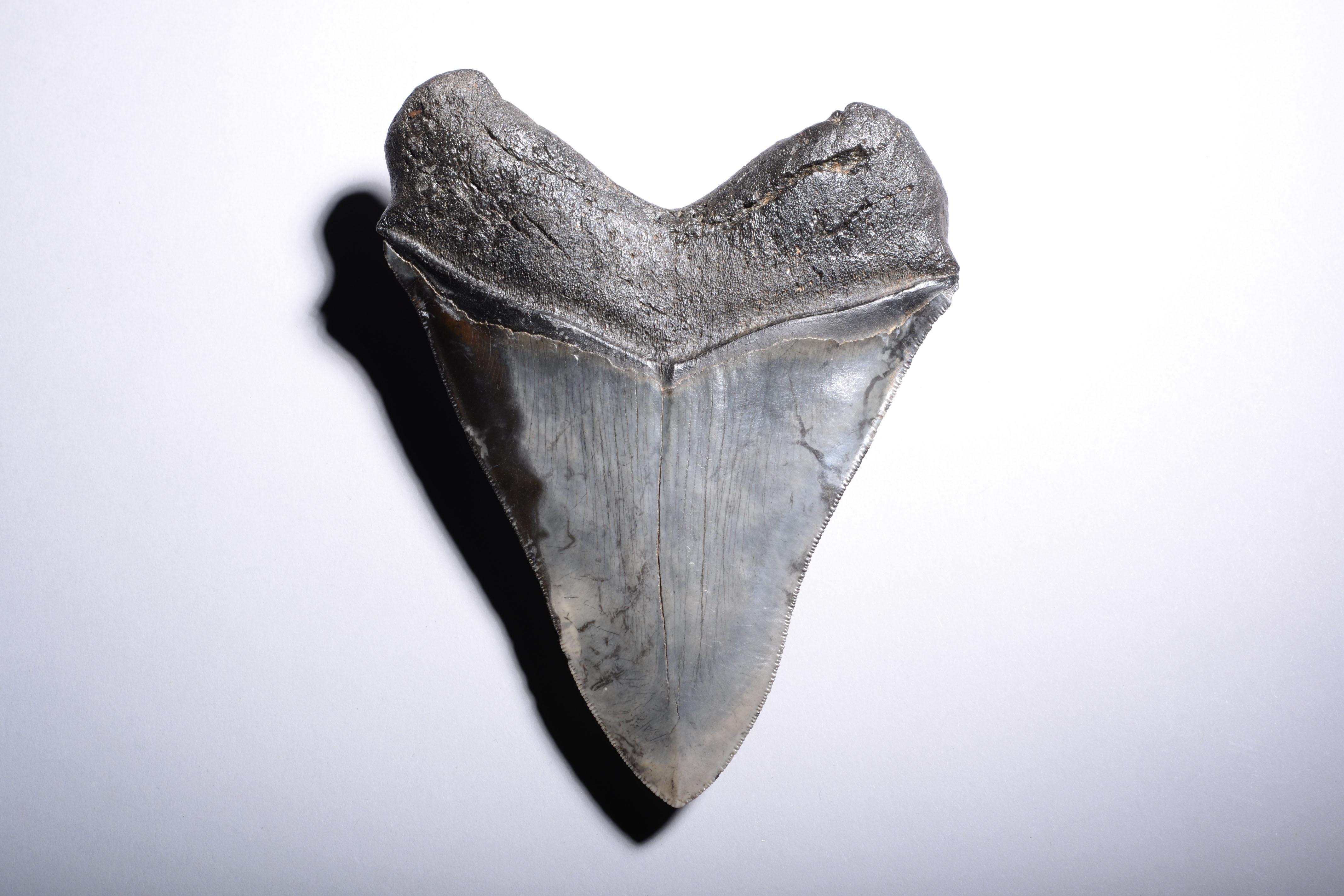 Très grande dent de requin fossile Megalodon en vente 6