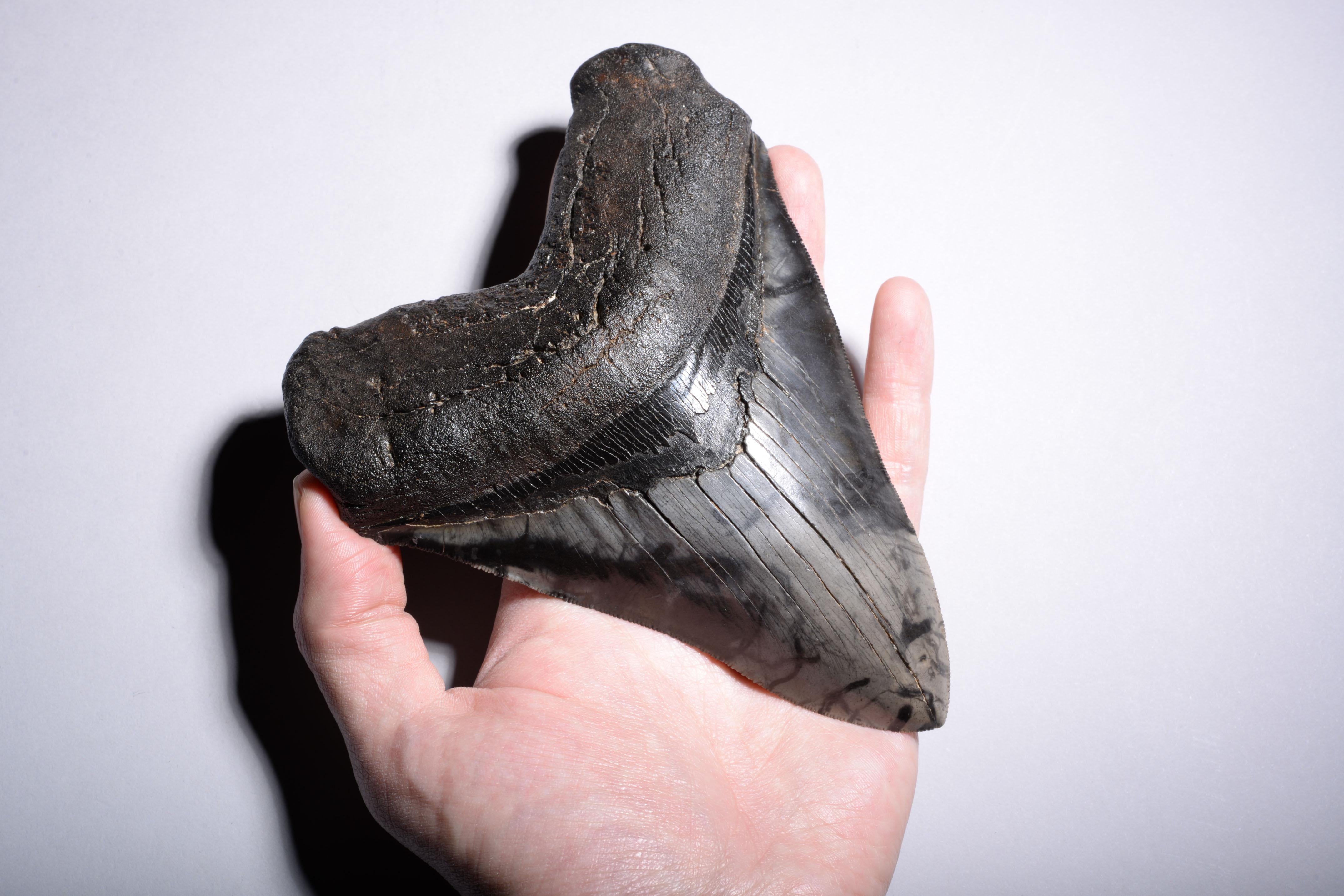 Très grande dent de requin fossile Megalodon en vente 2