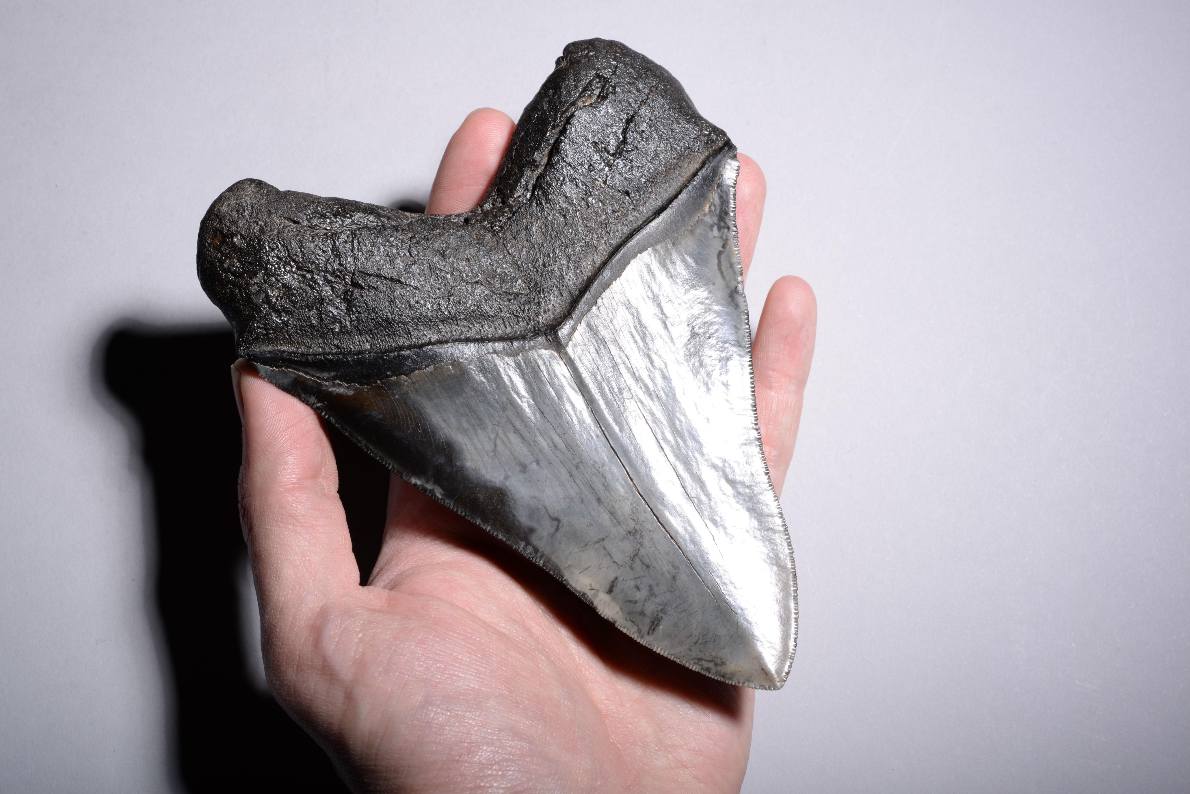 Très grande dent de requin fossile Megalodon en vente 3