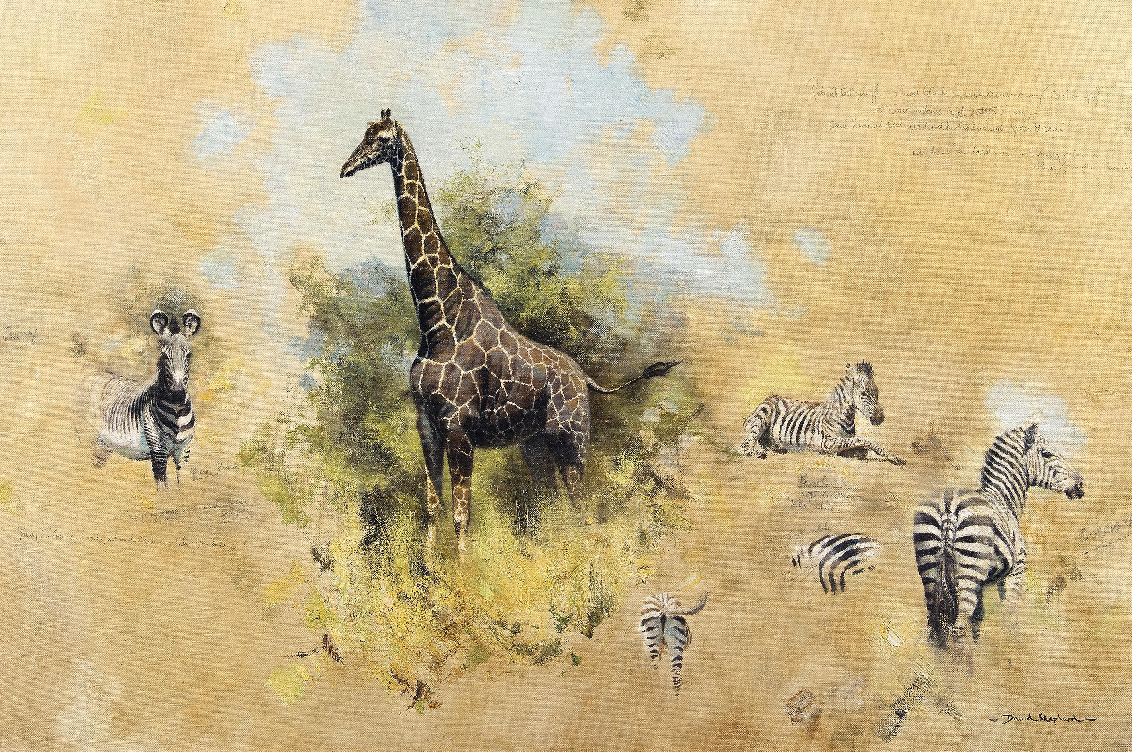 Studies of Zebra and Giraffe - Painting by David Shepherd, CBE FRSA FRGS