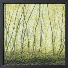 Wald mit gefiltertem Licht