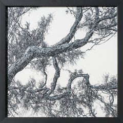 Tree Family Tree (avec un portrait secret)