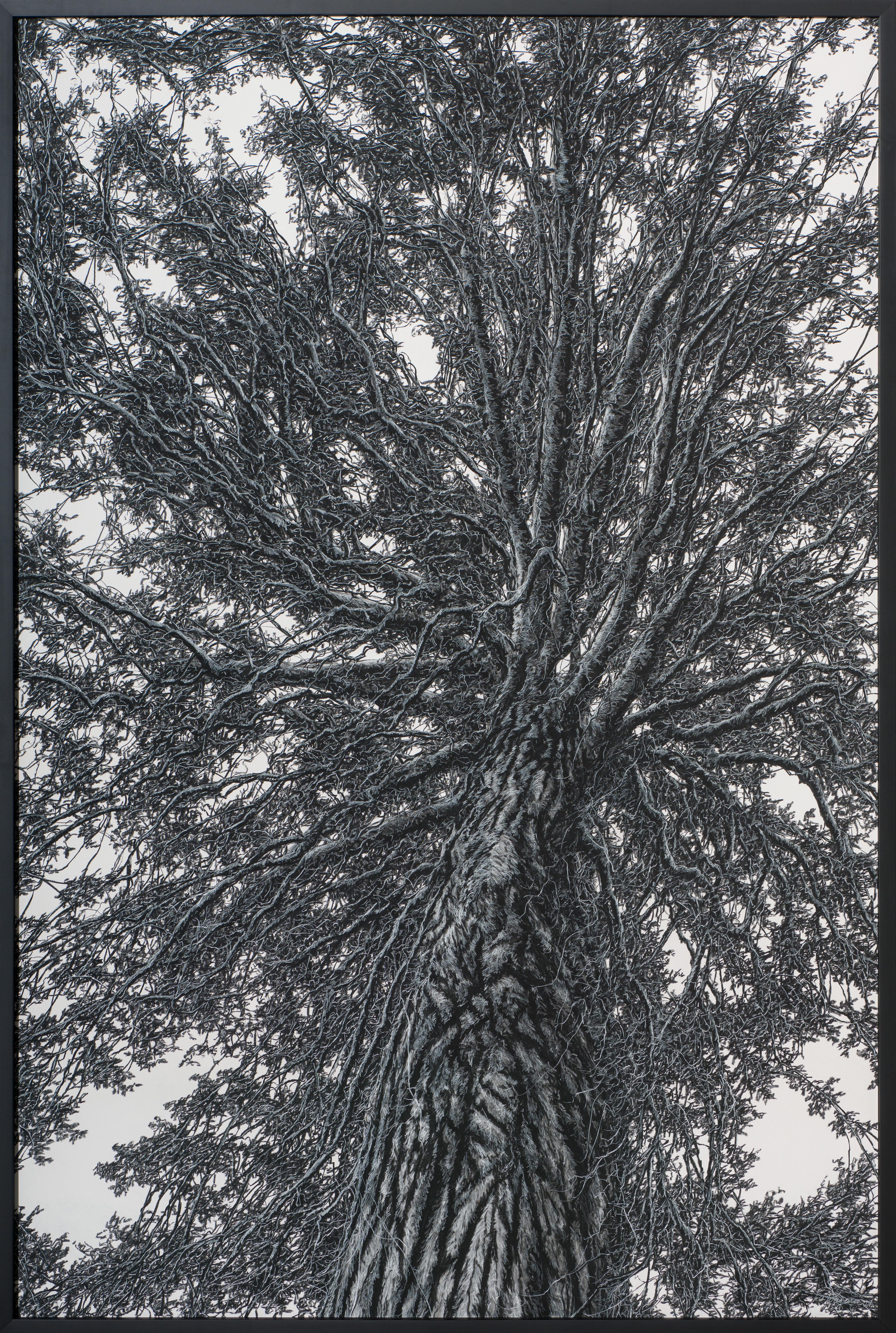 Canopy, The Overhead