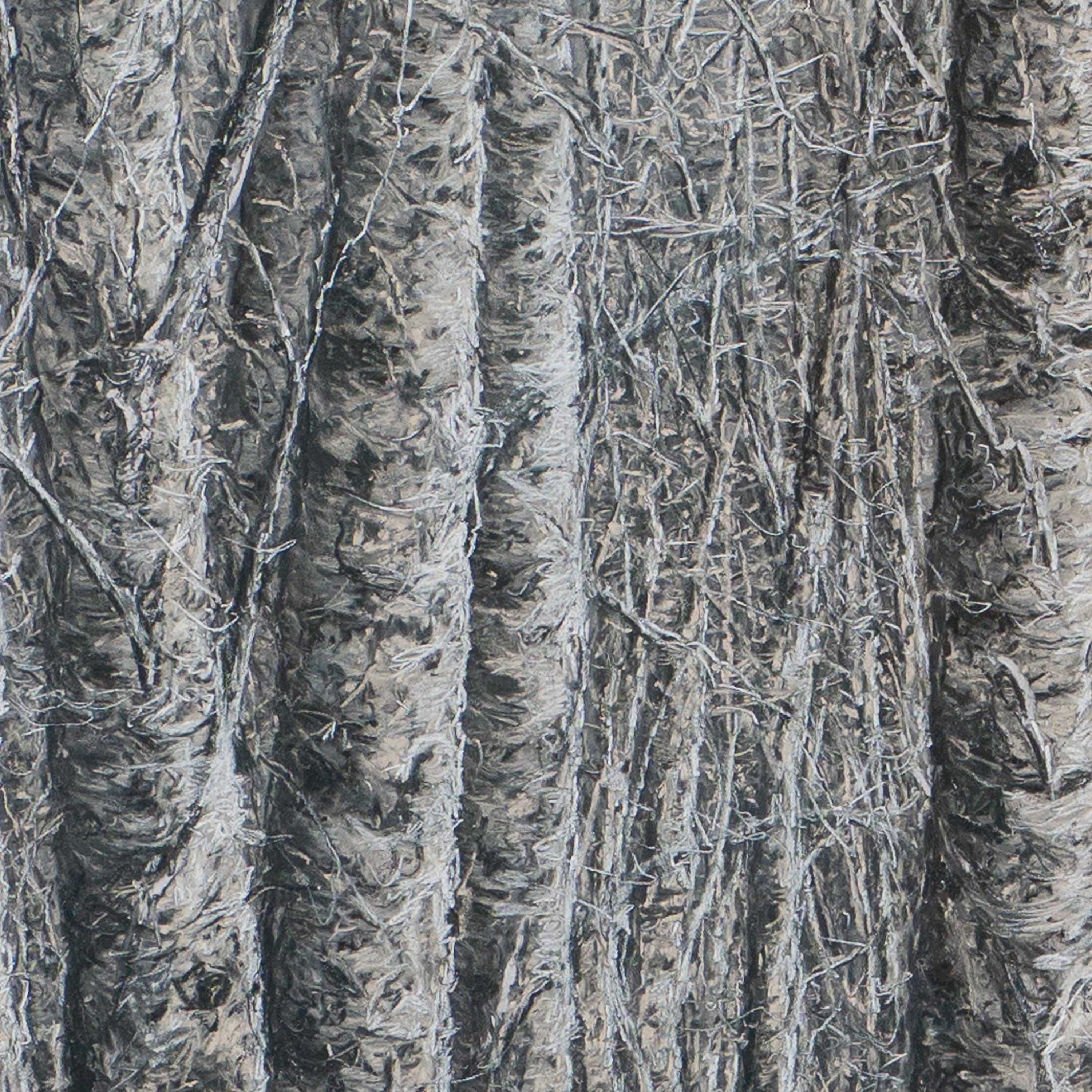 A Silver Birch en vente 4